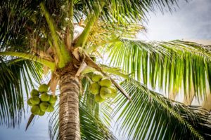 Coconut (Cocos nucifera) – Goa
