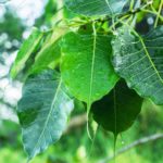 Sacred fig (Ficus religiose) – Bihar